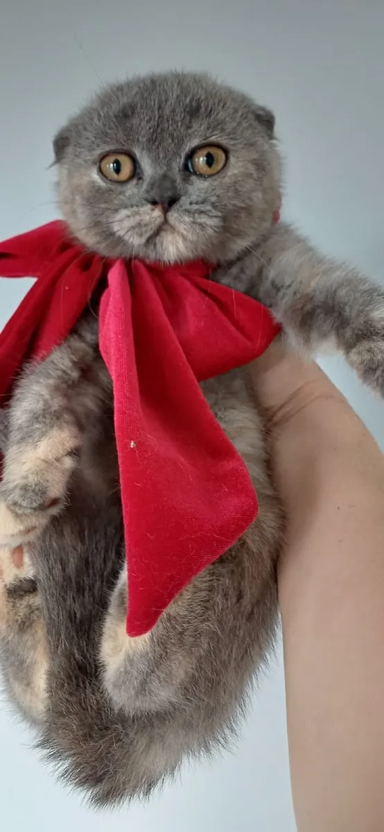 Amazing Purebred  British and Scottish fold kitten - Image 1