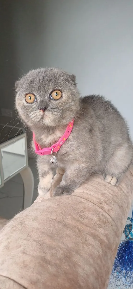 Amazing Purebred  British and Scottish fold kitten - Image 3