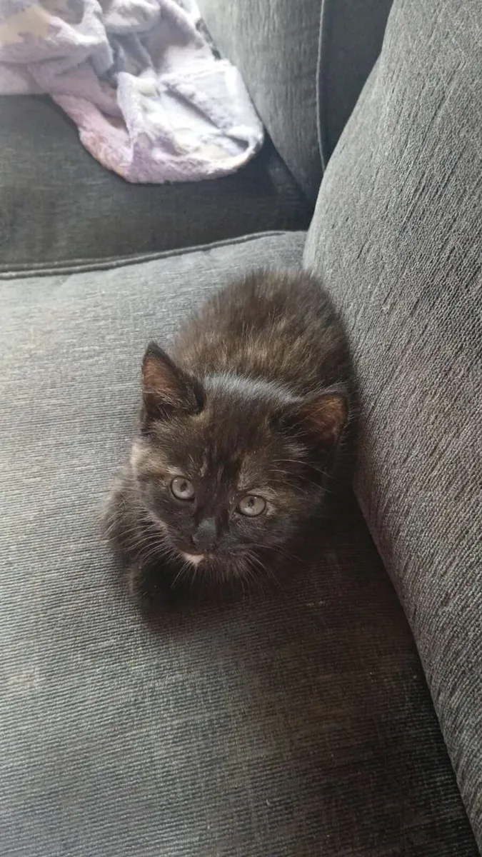 Kittens - Image 2