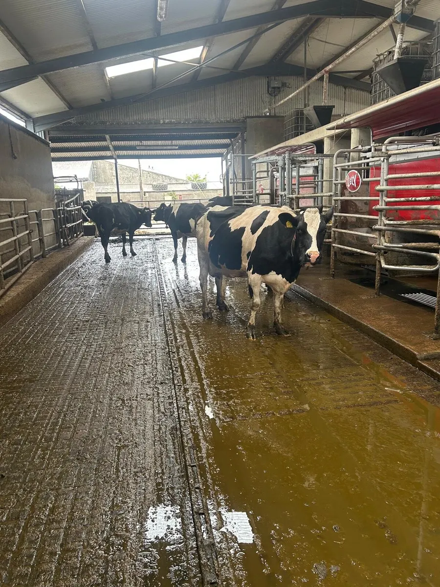 Dairy Farm Manager - Image 1
