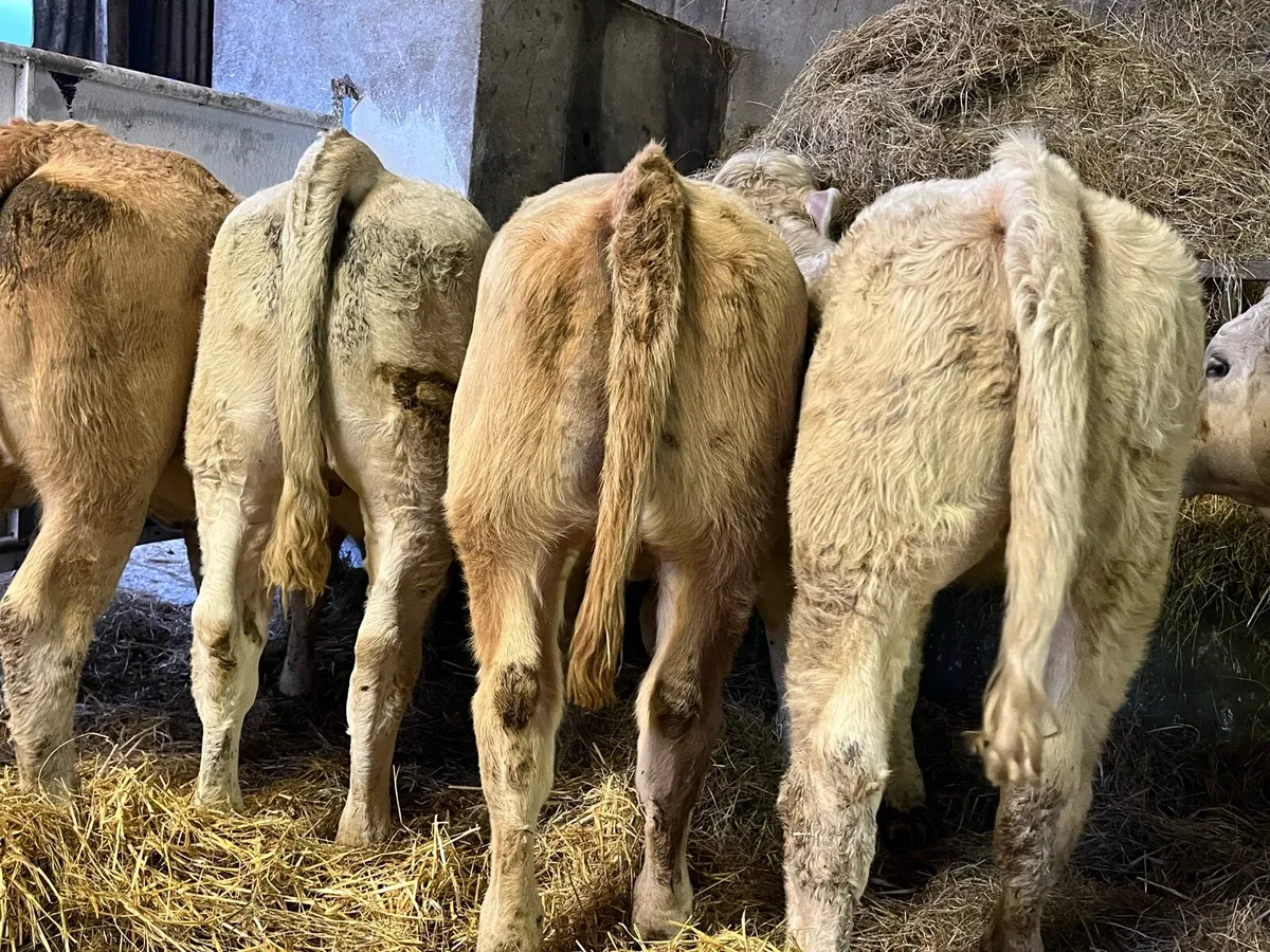 Charolais Heifer Weanlings - Image 1