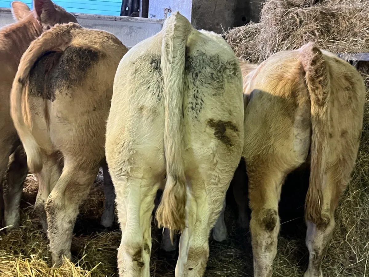 Charolais Heifer Weanlings - Image 2