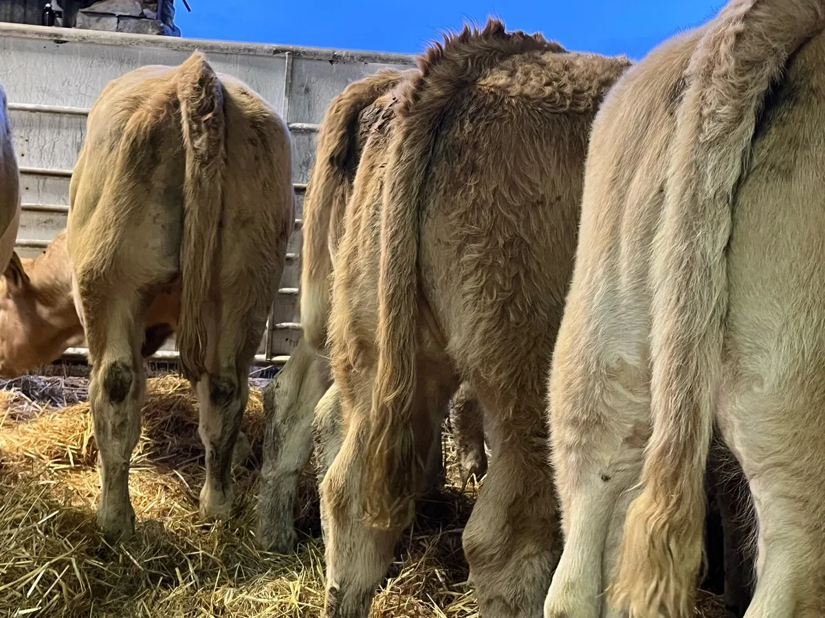 Charolais Heifer Weanlings - Image 3