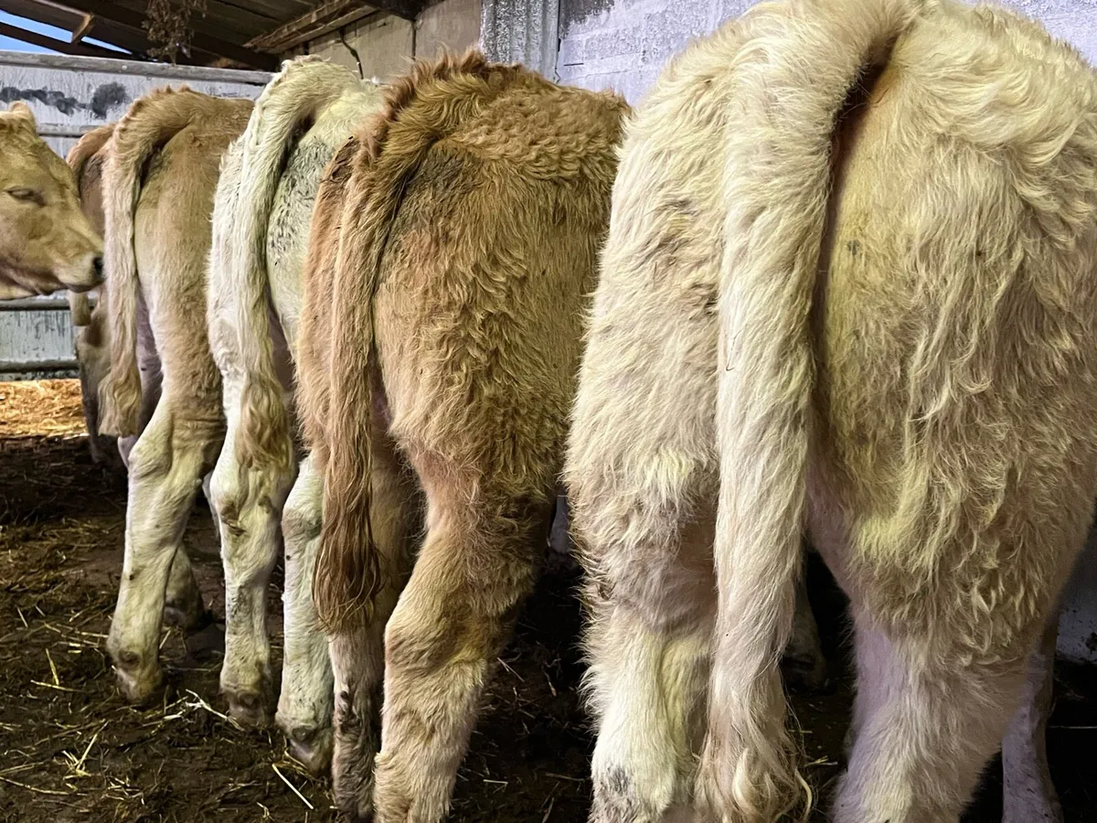 Charolais Heifer Weanlings - Image 4