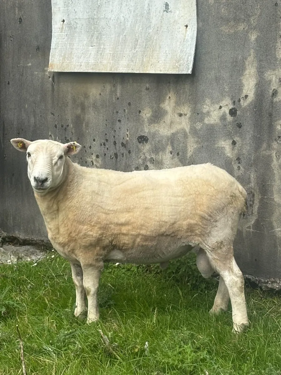 Texel-Lyng Cross Hogget Ram - Image 1