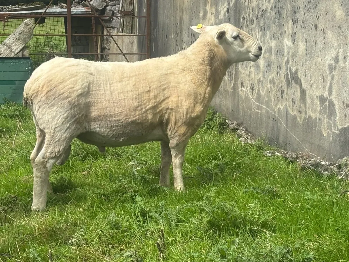 Texel-Lyng Cross Hogget Ram - Image 2