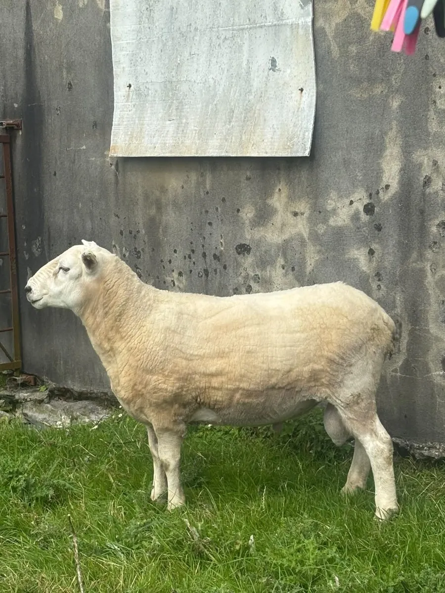 Texel-Lyng Cross Hogget Ram - Image 3