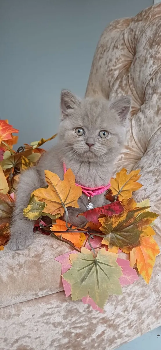 Amazing Purebred  British and Scottish fold kitten - Image 4