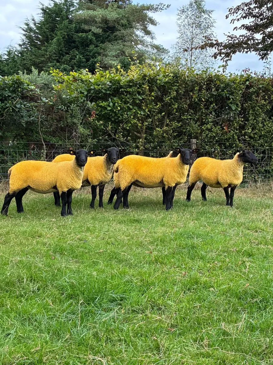 *** Top Quality Hoggets *** - Image 2