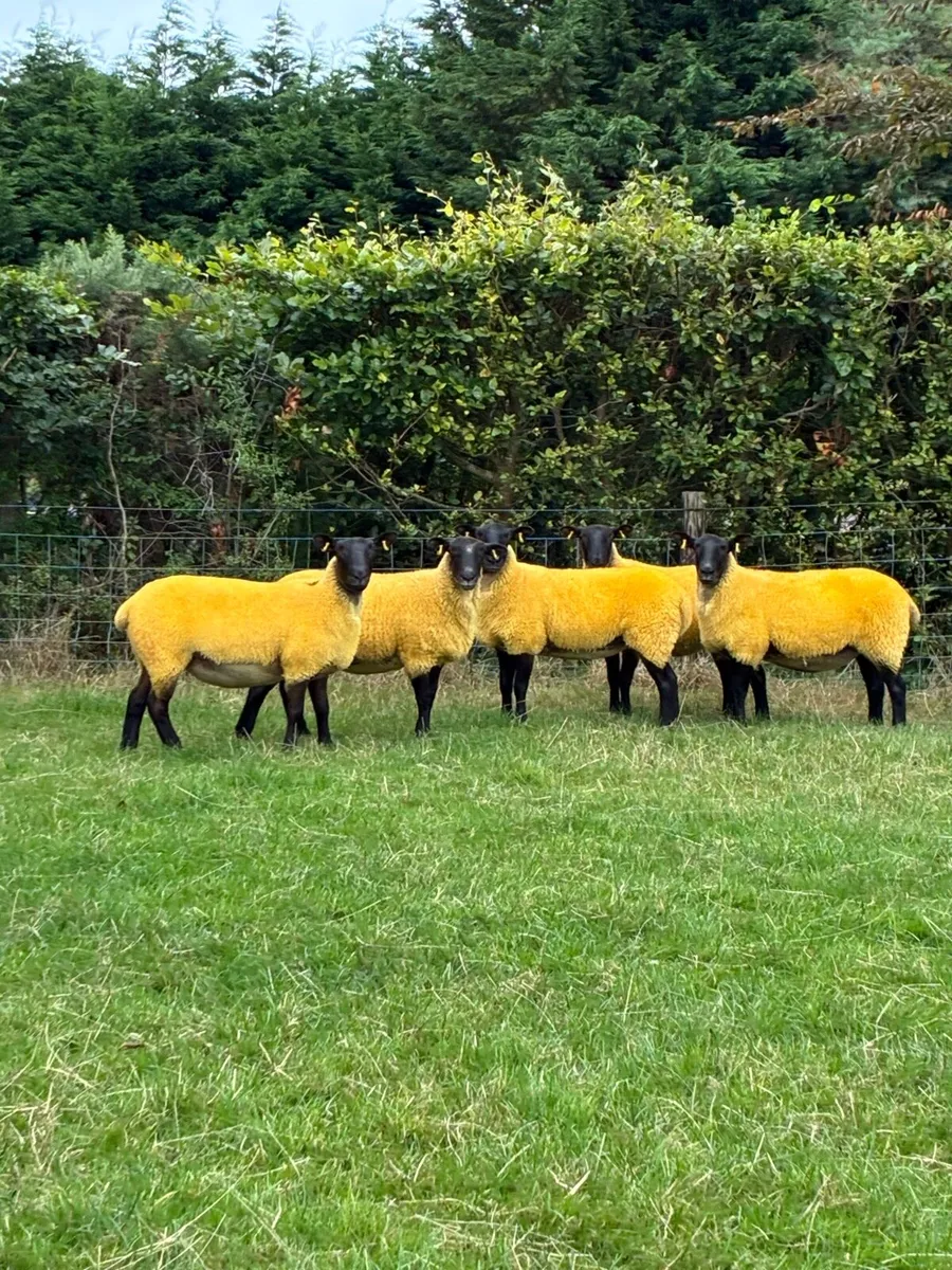 *** Top Quality Hoggets *** - Image 3