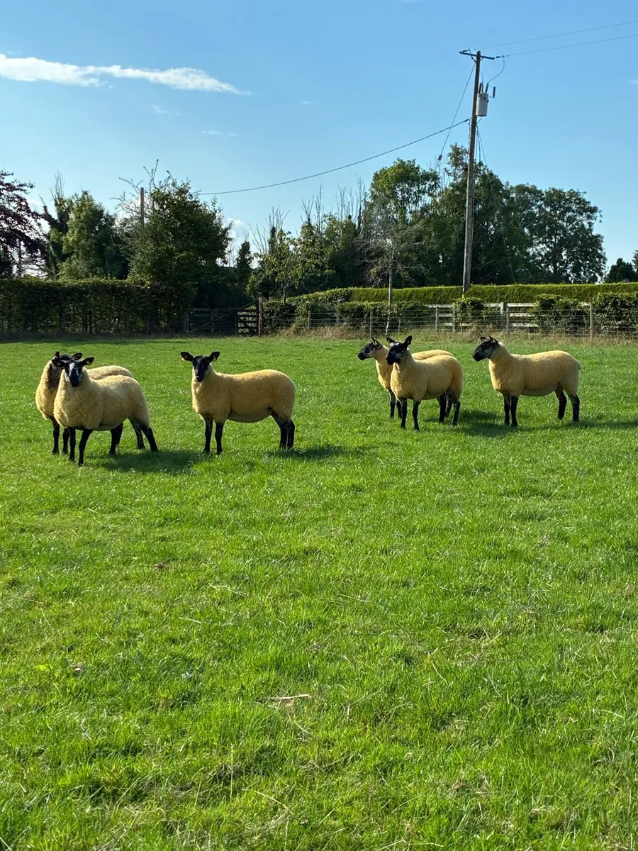 *** Top Quality Hoggets *** - Image 1