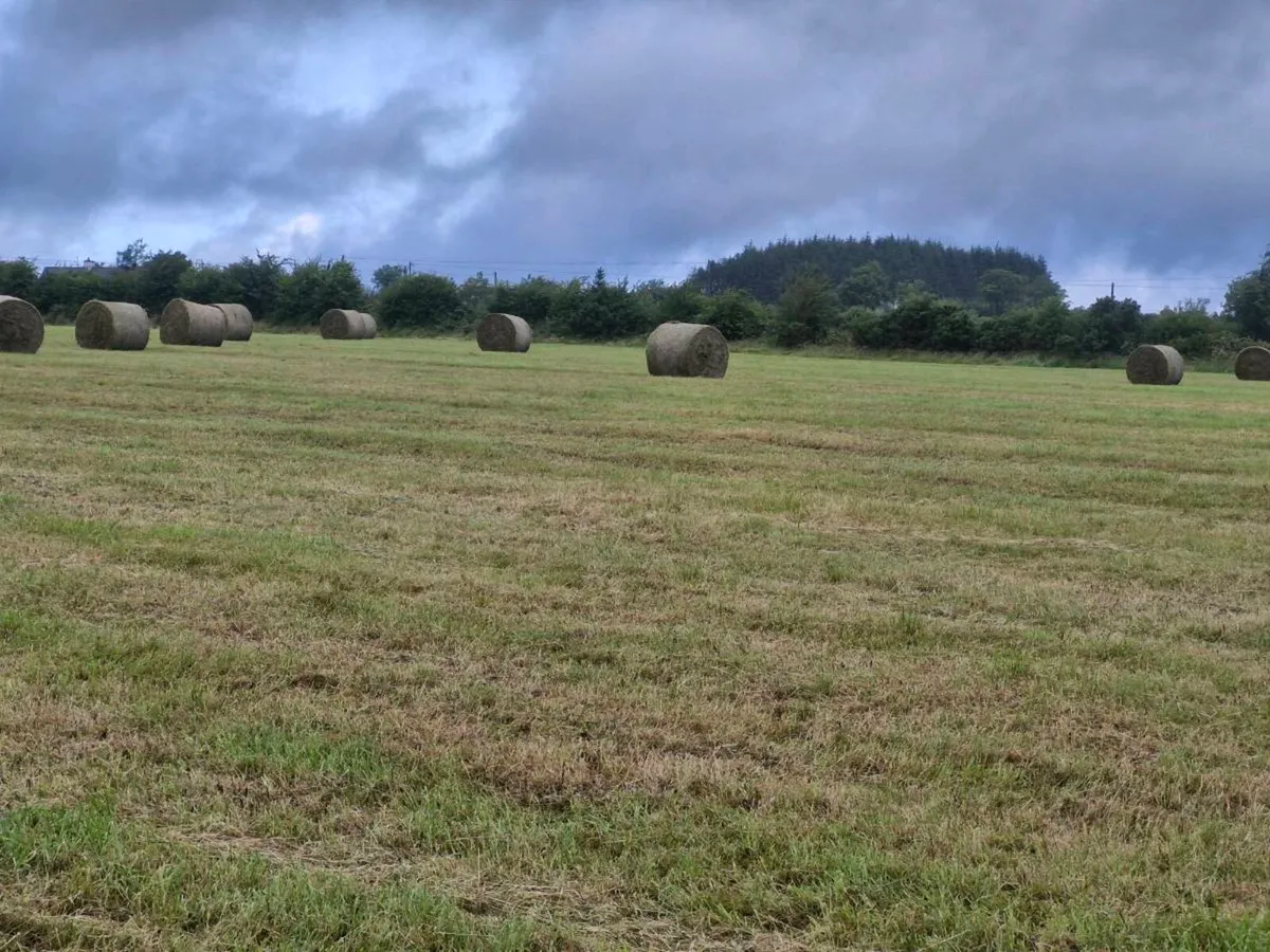 Hay - Image 2