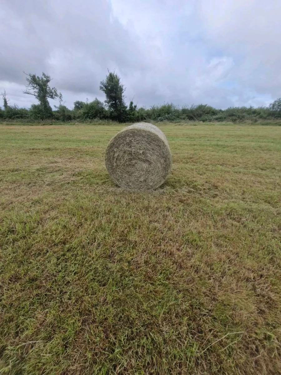 Hay - Image 3