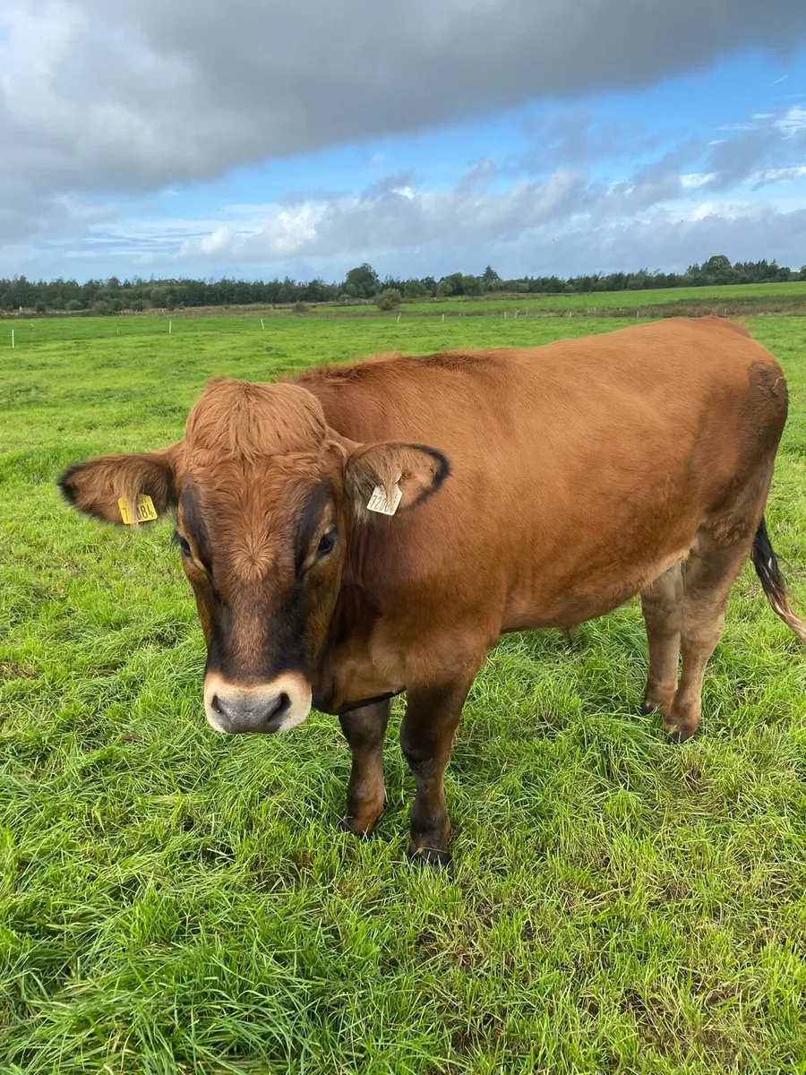Forward Store Bullocks - Image 2