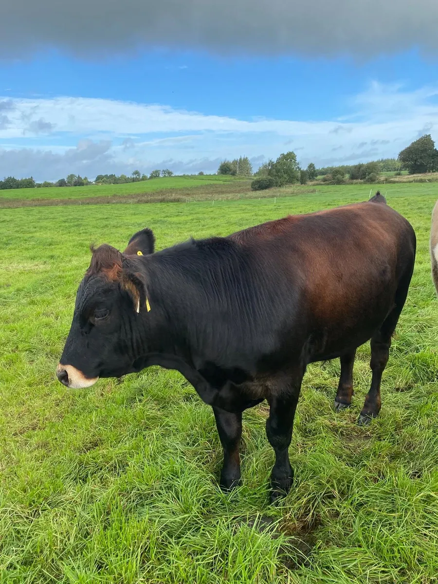 Forward Store Bullocks - Image 3