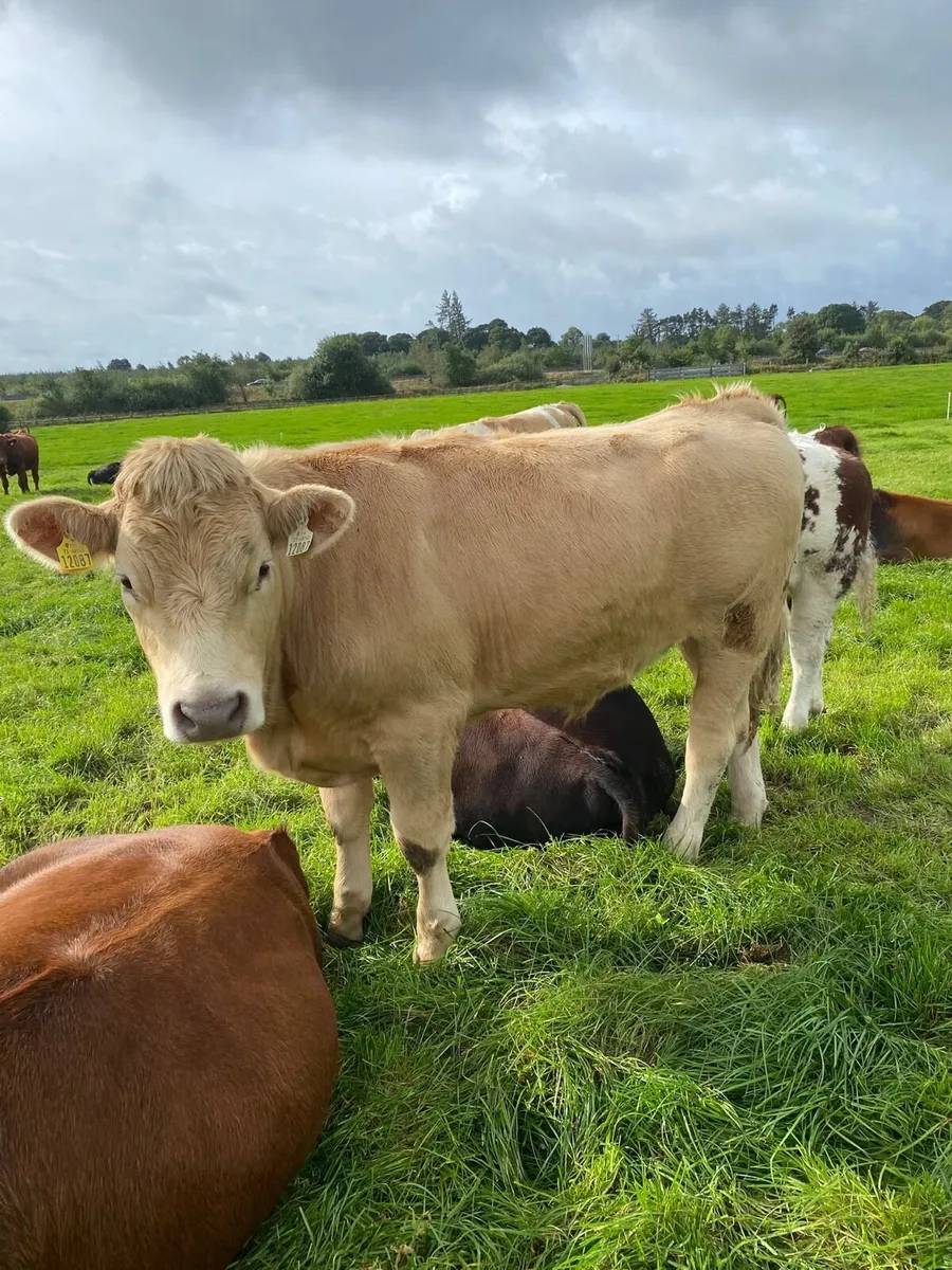 Forward Store Bullocks - Image 4