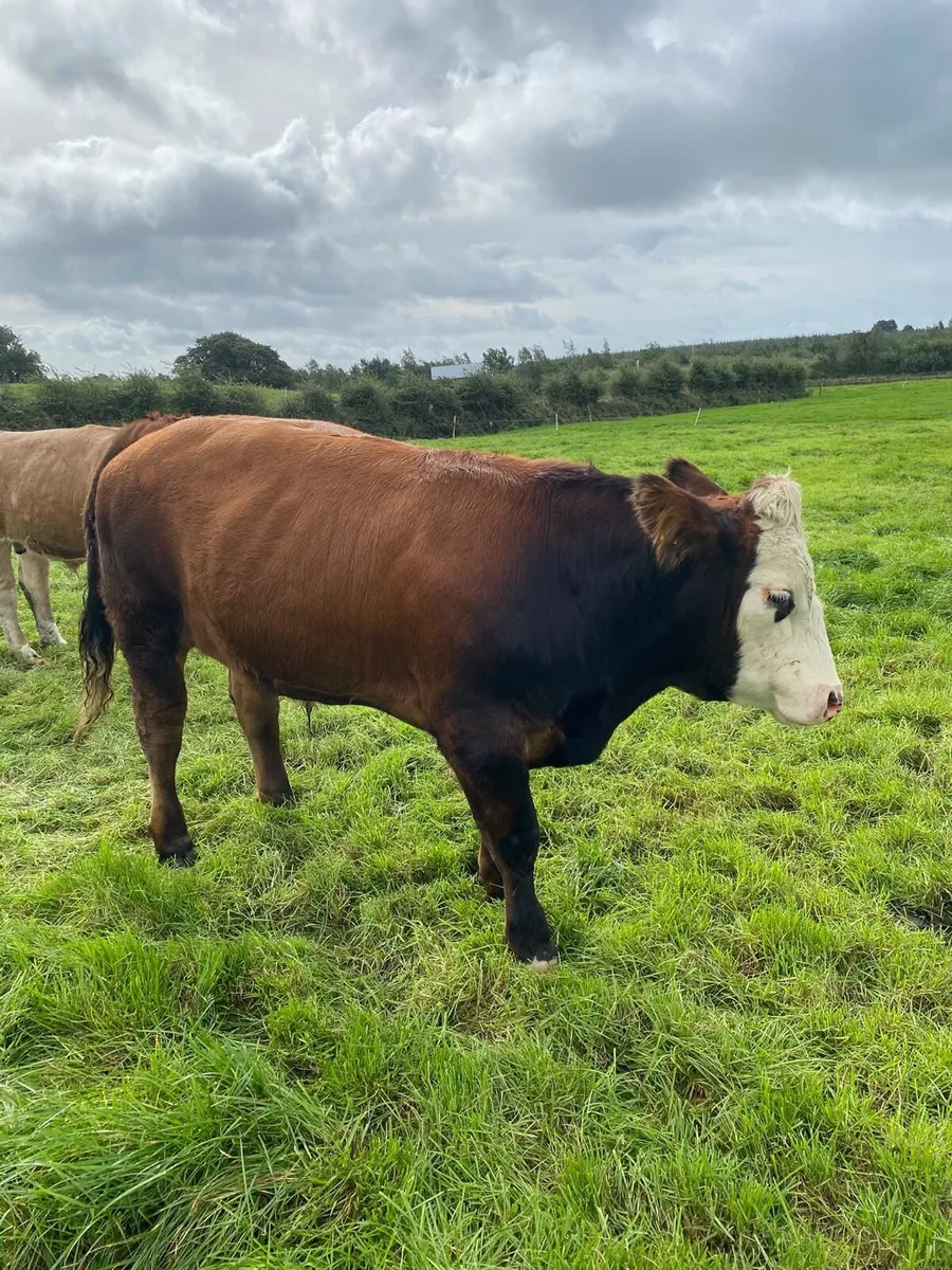 Forward Store Bullocks - Image 1