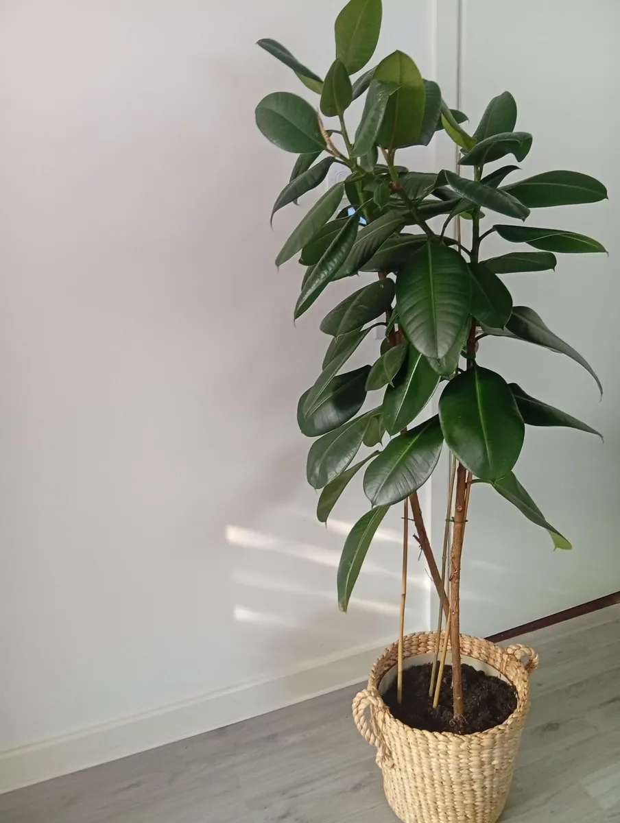 Huge Rubber Ficus Plant in pot - Image 2
