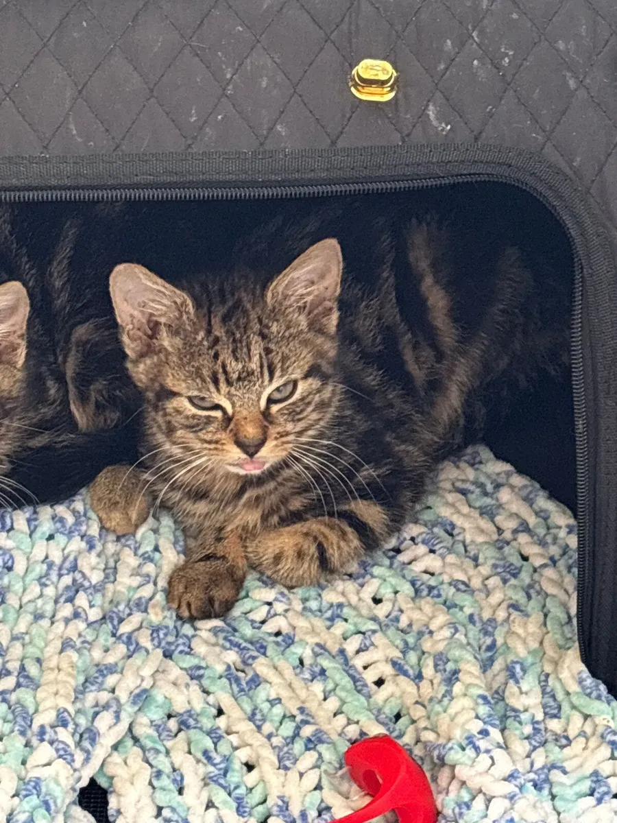 Bob and Jake 3 months old kittens - Image 2
