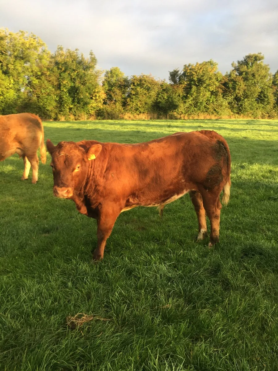 Castlerea Mart tomorrow 10th September - Image 1