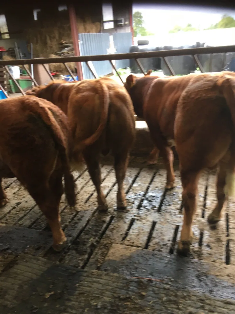 Castlerea Mart tomorrow 10th September - Image 2