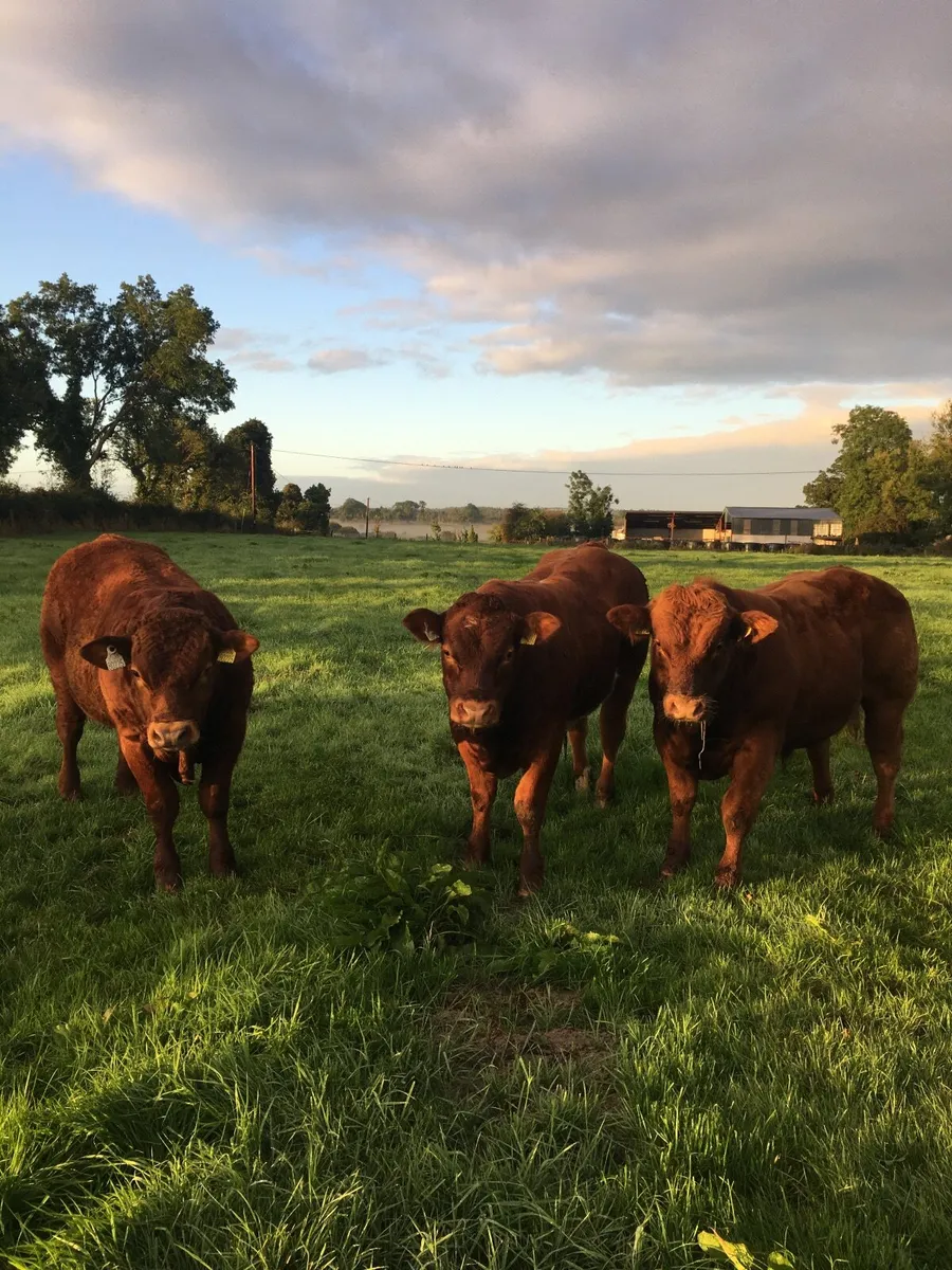 Castlerea Mart tomorrow 10th September - Image 3