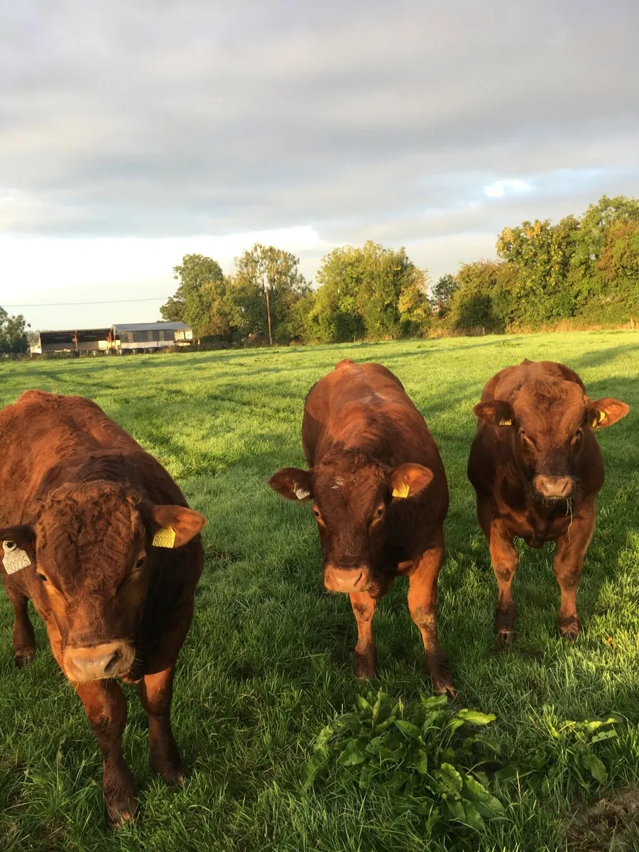 Castlerea Mart tomorrow 10th September - Image 4