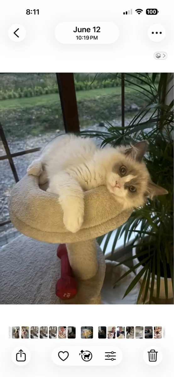Ragdoll kitten - Image 1