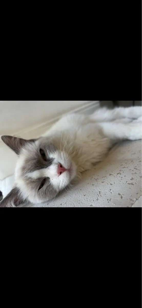 Ragdoll kitten - Image 2
