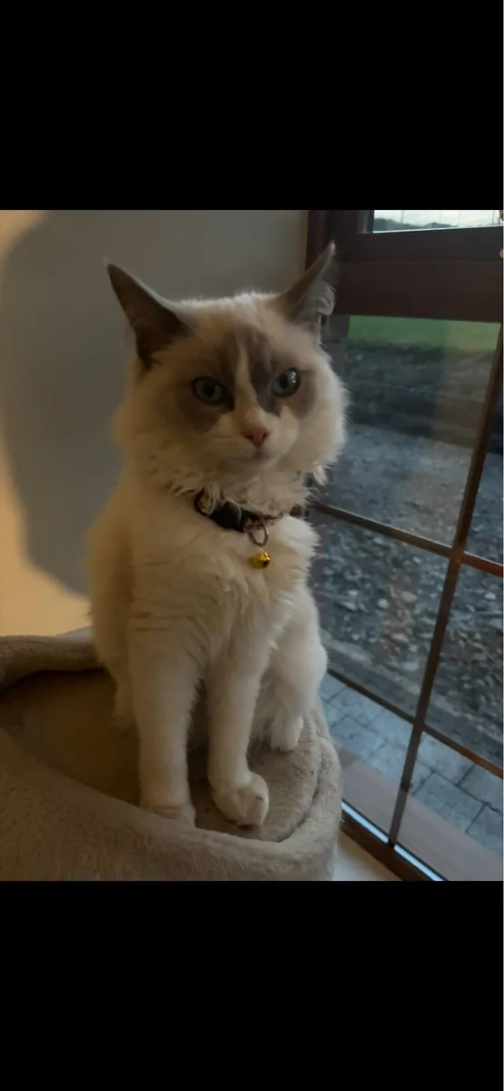Ragdoll kitten - Image 3