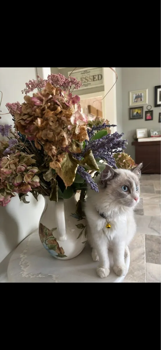 Ragdoll kitten - Image 4