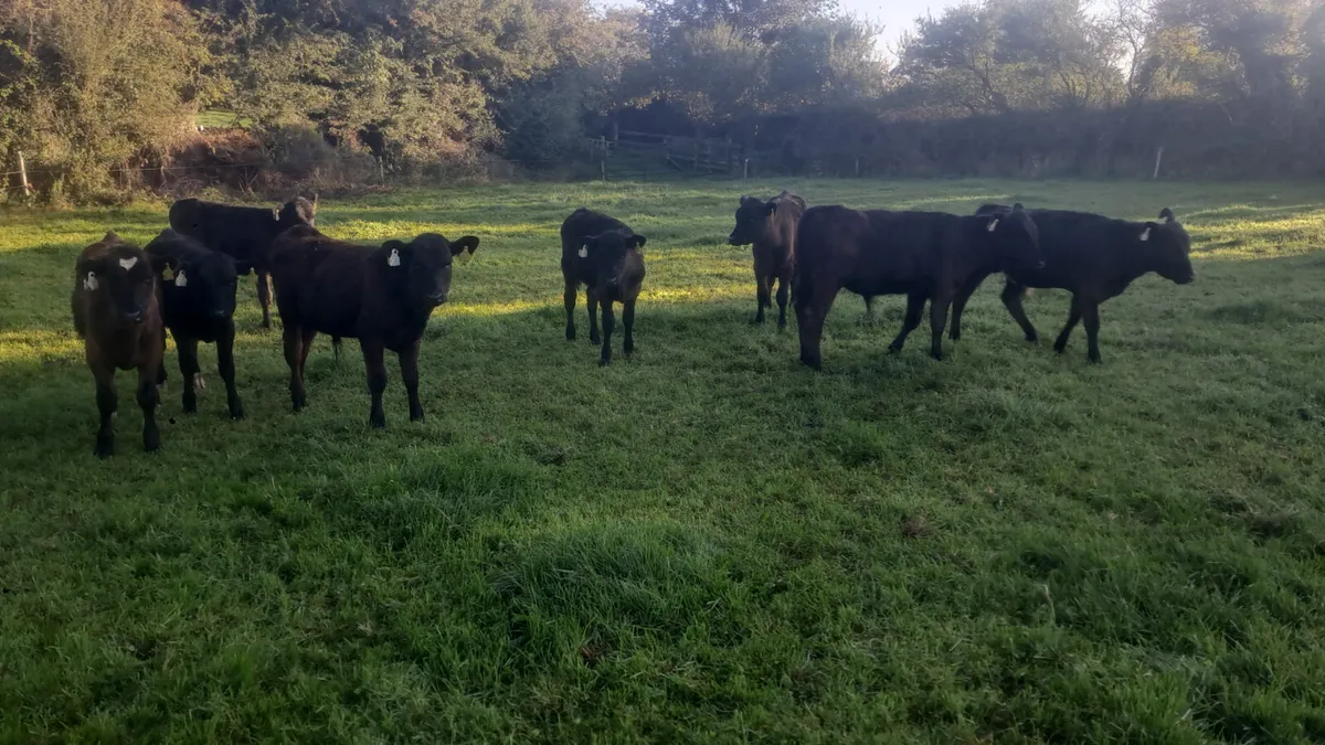Angus bull weanlings - Image 2