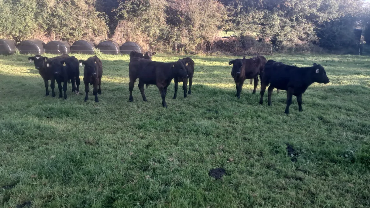 Angus bull weanlings - Image 4