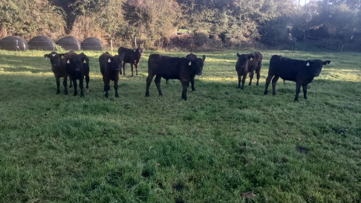 Angus bull weanlings - Image 3