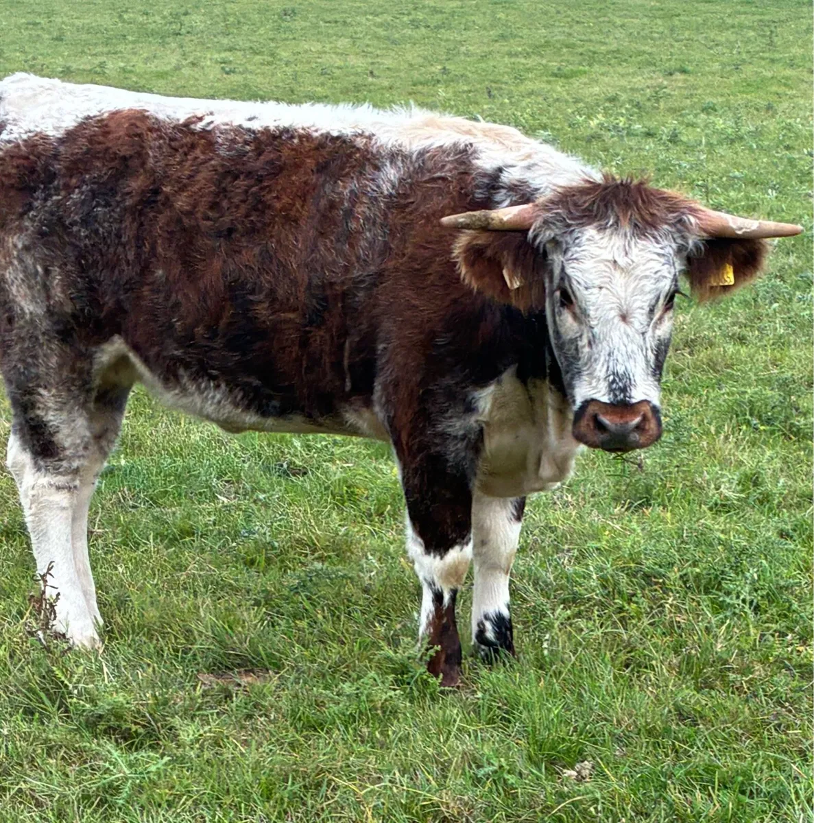 2 longhorn heifers