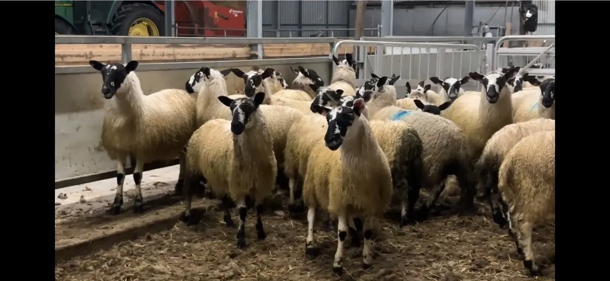 Organic Mule Ewe lambs - Image 1