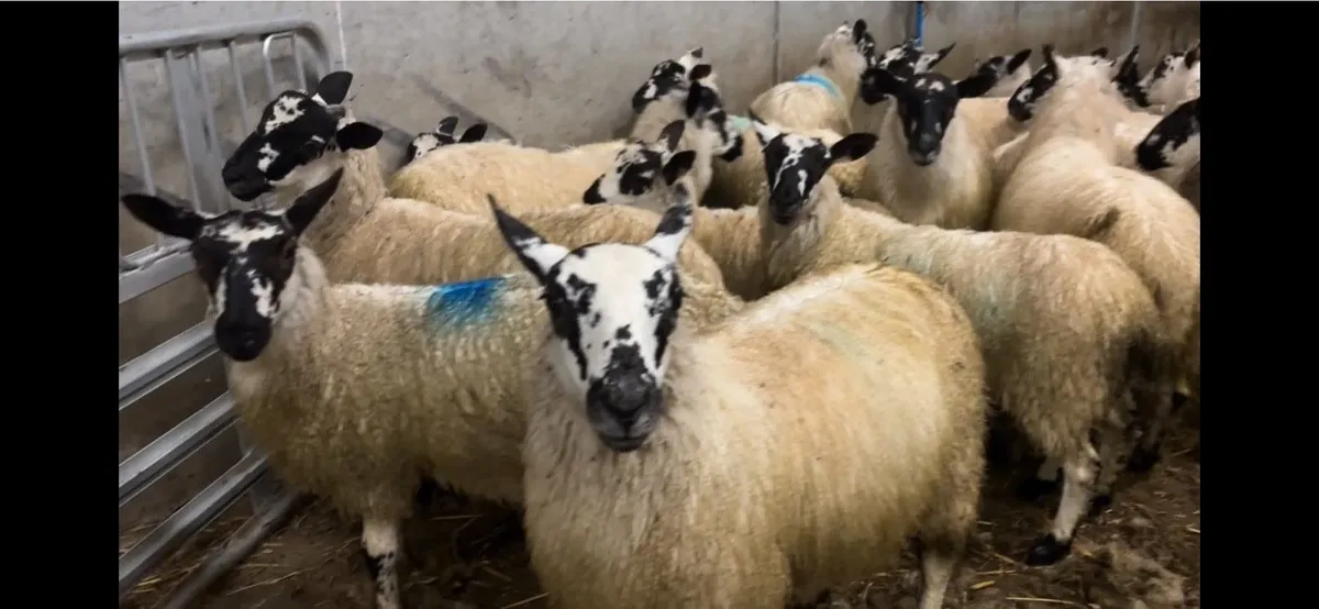 Organic Mule Ewe lambs - Image 2
