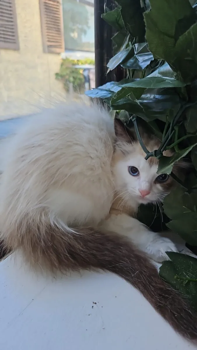 Kittens - Image 2