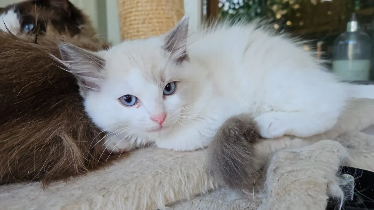 Kittens - Image 3