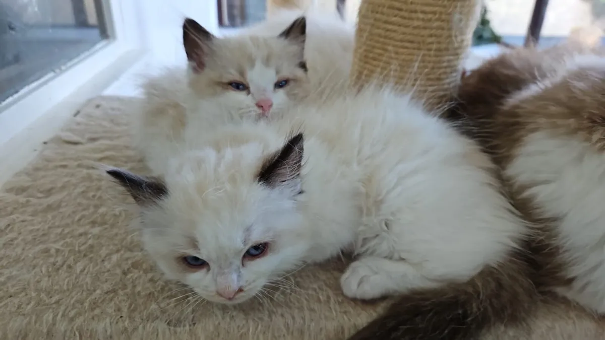 Kittens - Image 4