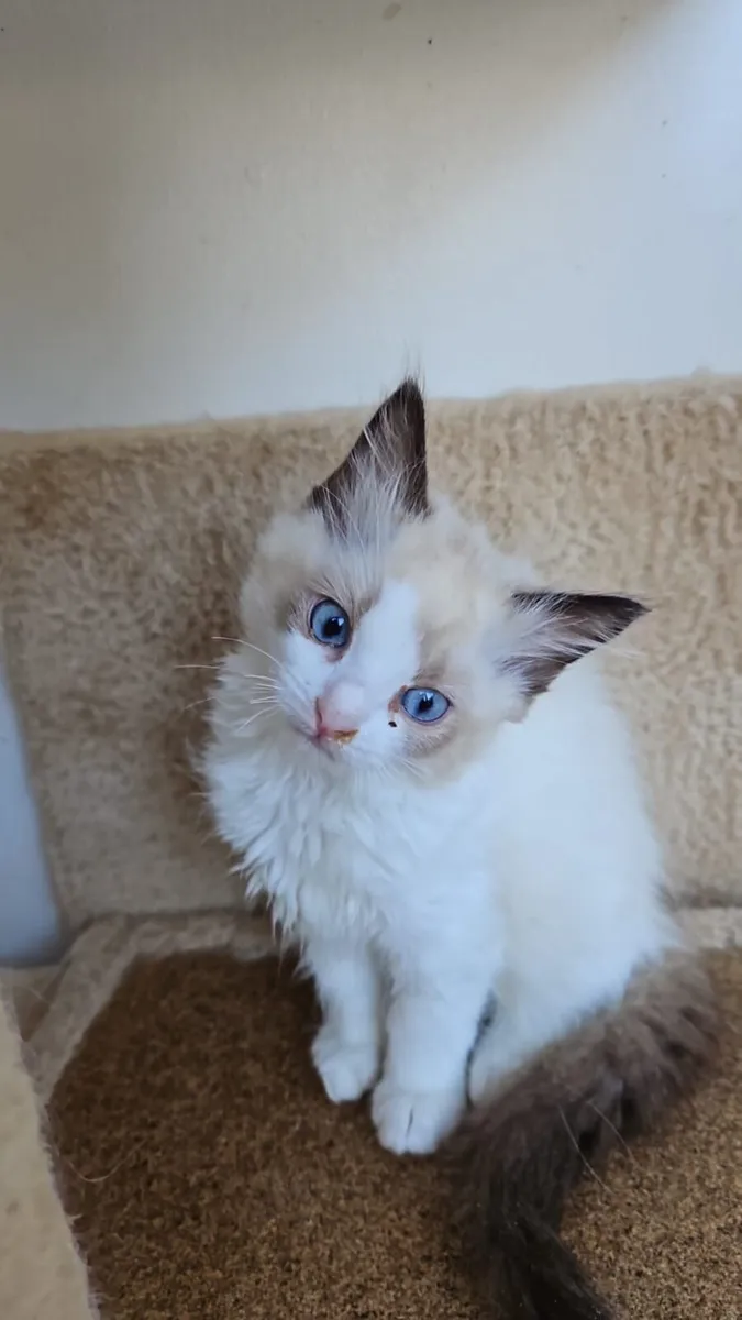 Kittens - Image 1