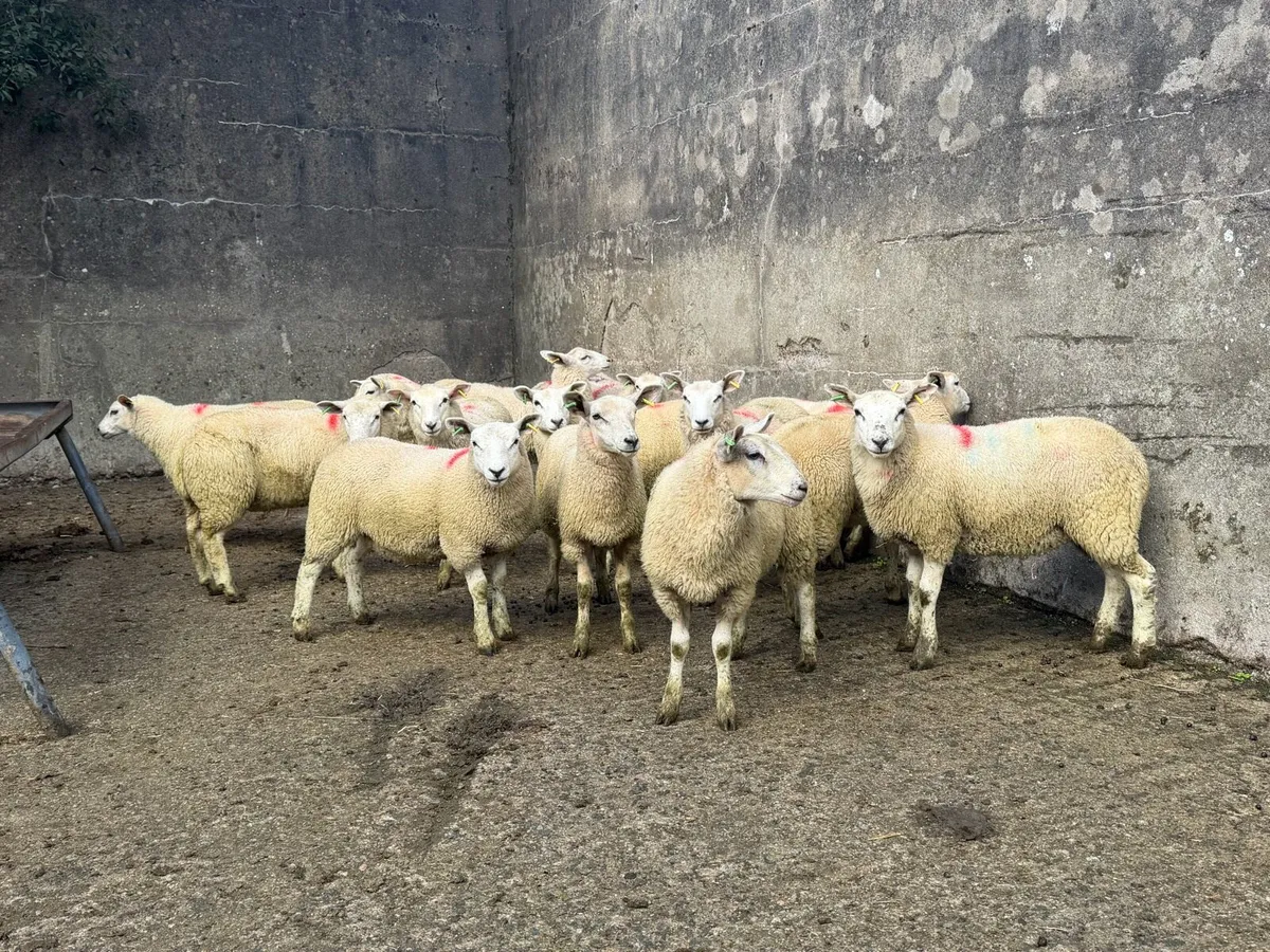 Ewe Lambs - Image 3