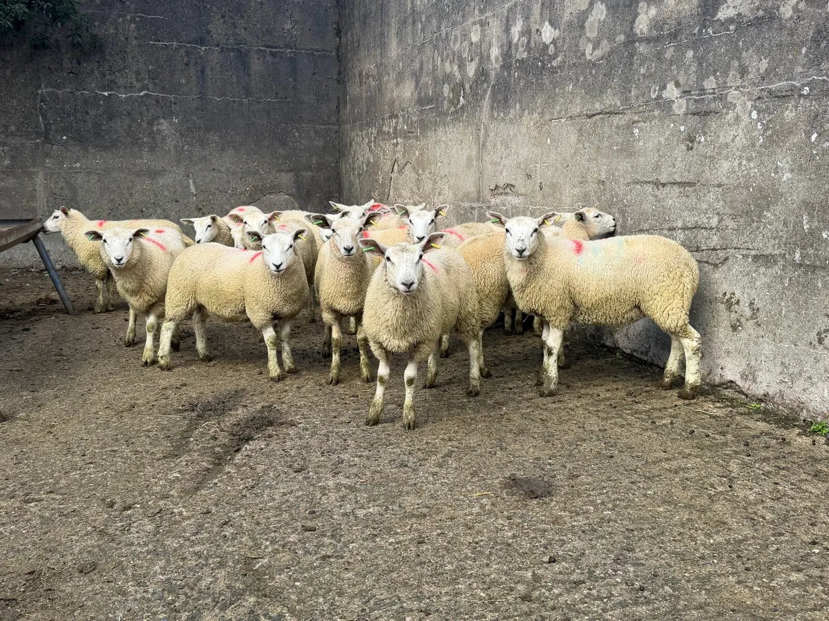 Ewe Lambs - Image 4