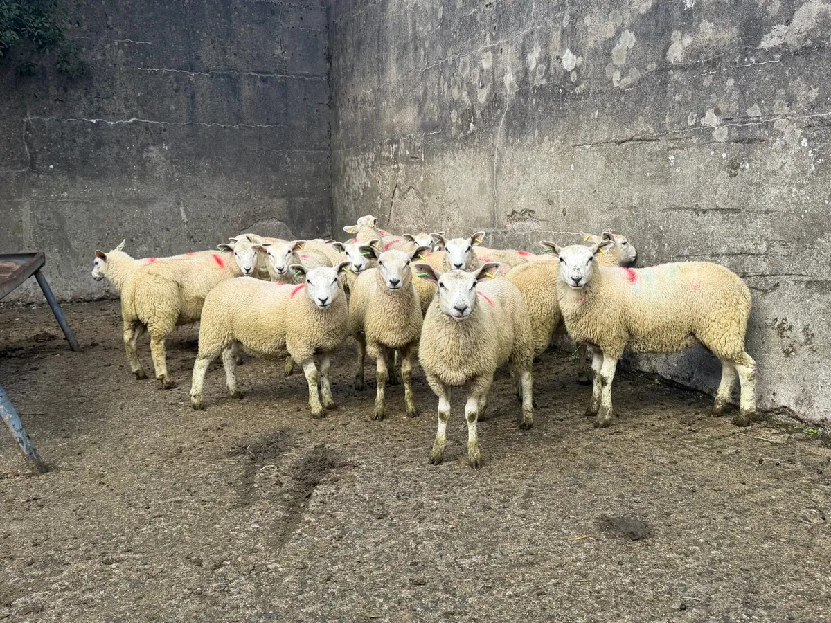 Ewe Lambs - Image 2