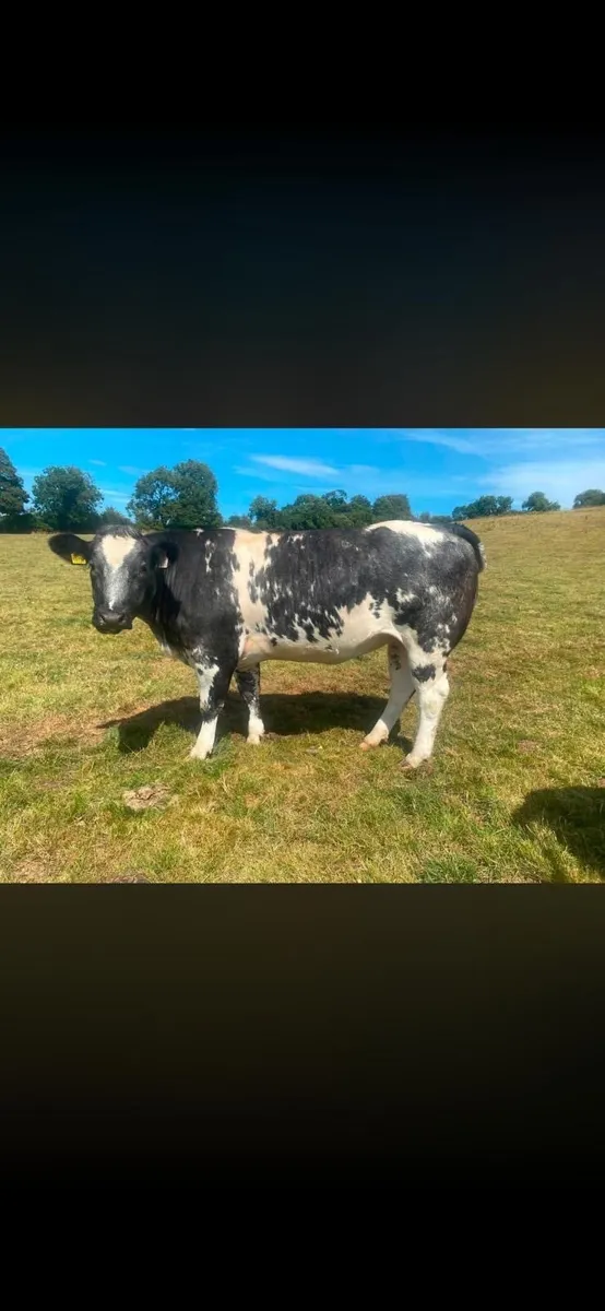 In Calf Heifers - Image 2