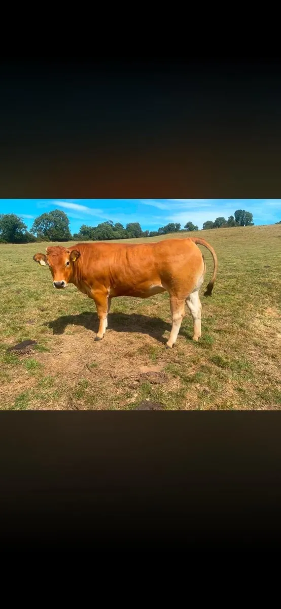 In Calf Heifers - Image 3
