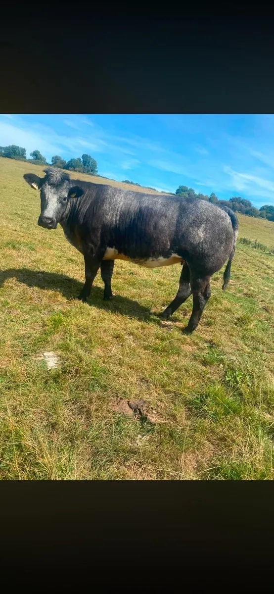 In Calf Heifers - Image 4