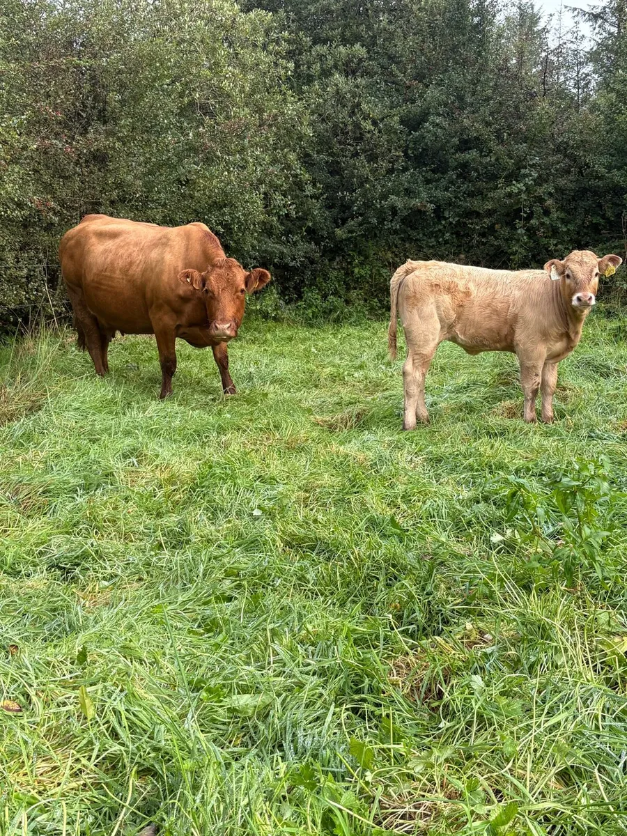 ⭐️⭐️super cow and calf ⭐️⭐️ - Image 1