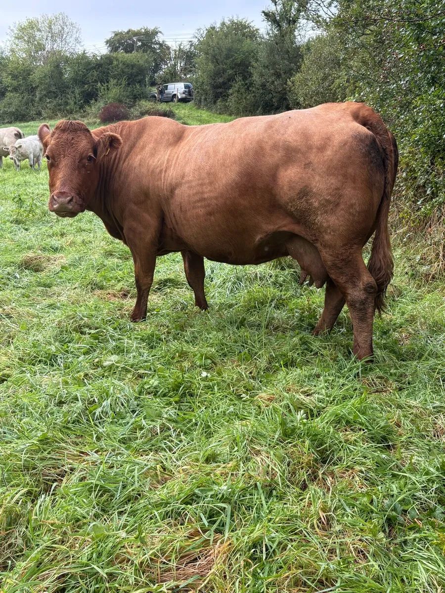 ⭐️⭐️super cow and calf ⭐️⭐️ - Image 2