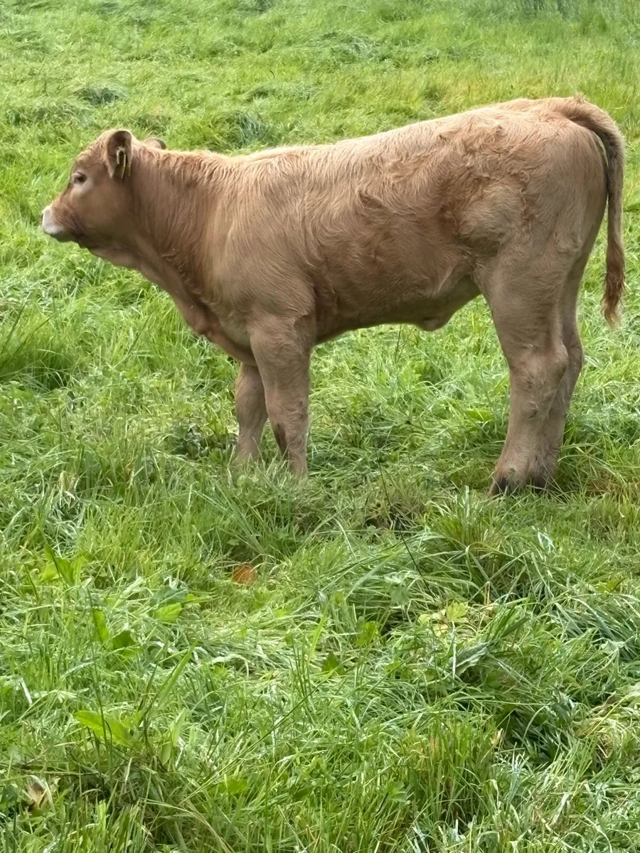 ⭐️⭐️super cow and calf ⭐️⭐️ - Image 3